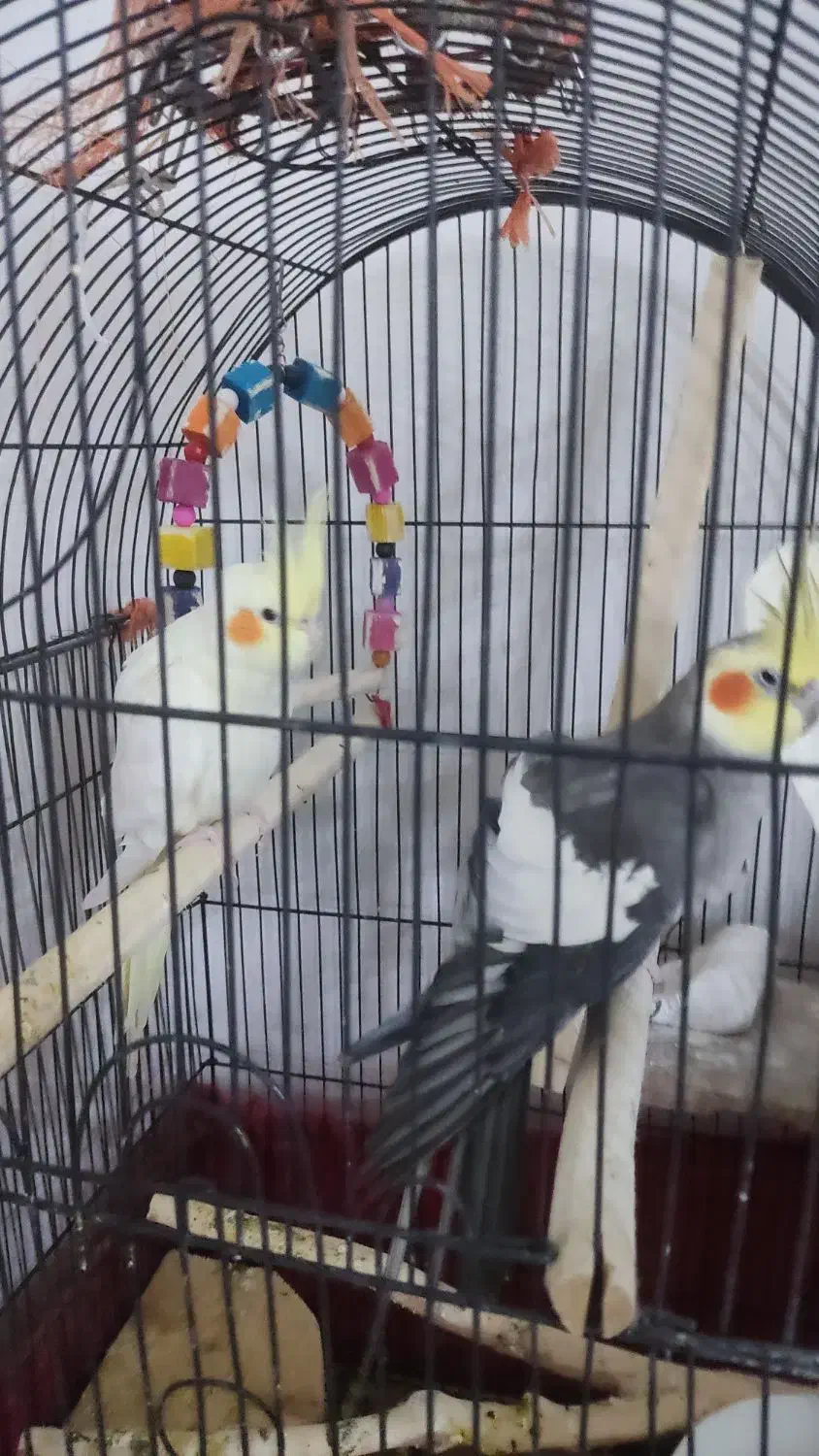 جفت عروس هلندی|پرنده|رودسر, |دیوار