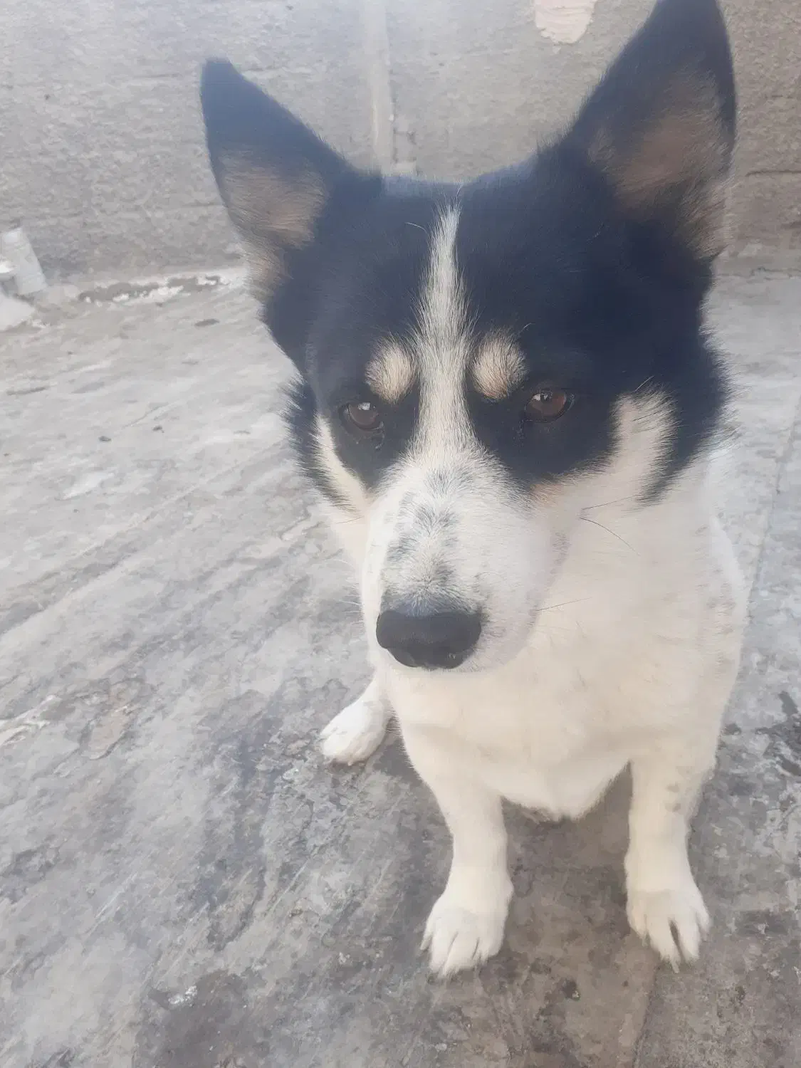 سگ پا کوتاه|سگ|شهریار, شهرک امیریه|دیوار