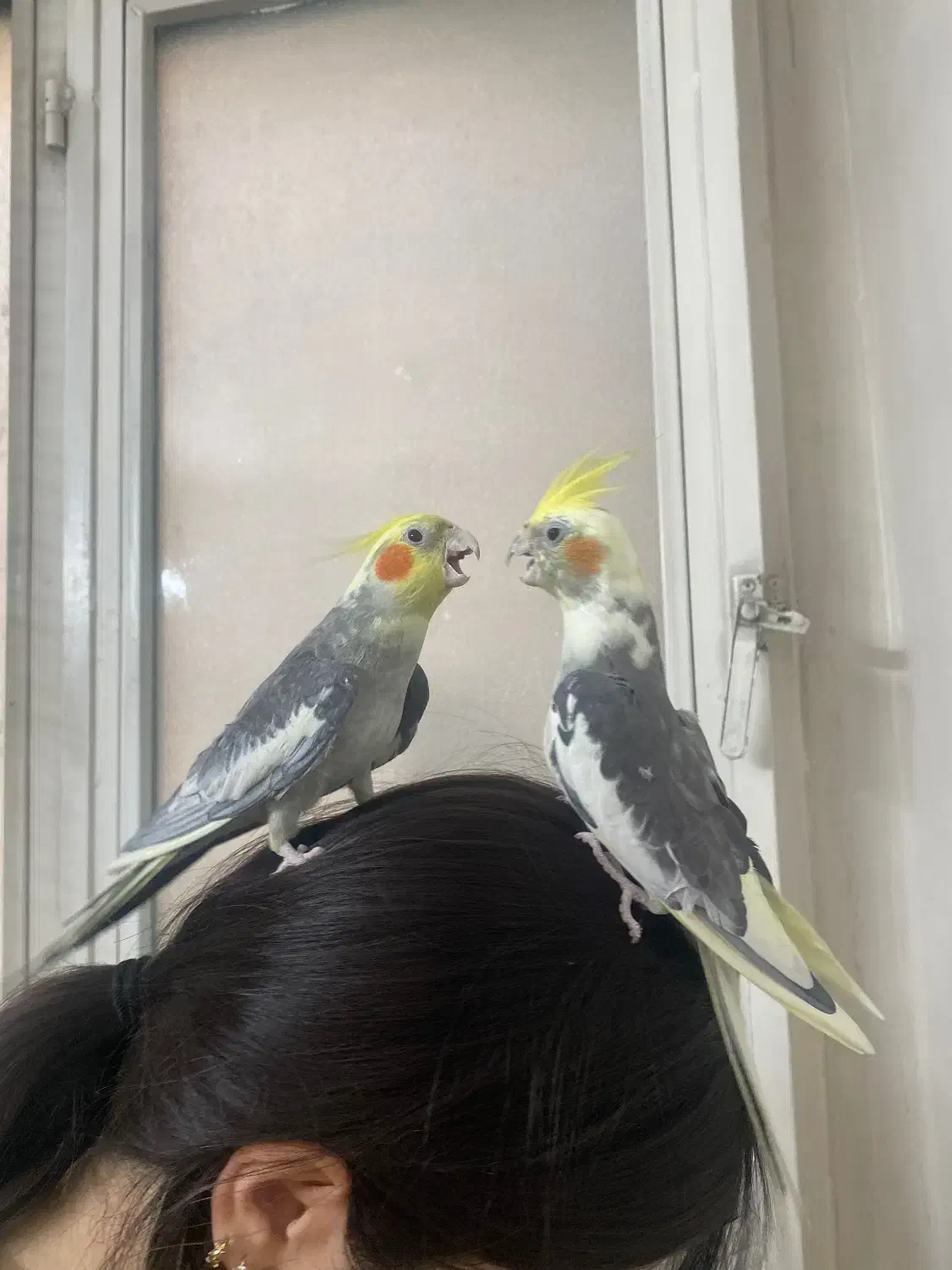 عروس هلندی جفت صحیح و سالم|پرنده|تهران, کیانشهر|دیوار