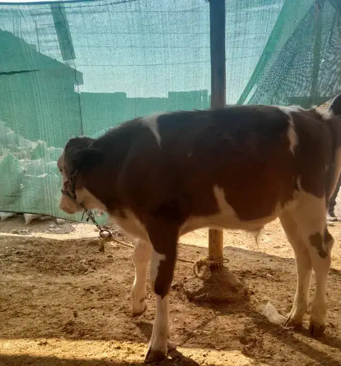 گوساله نر اصل سیمینتال|حیوانات مزرعه|مسجد سلیمان, |دیوار