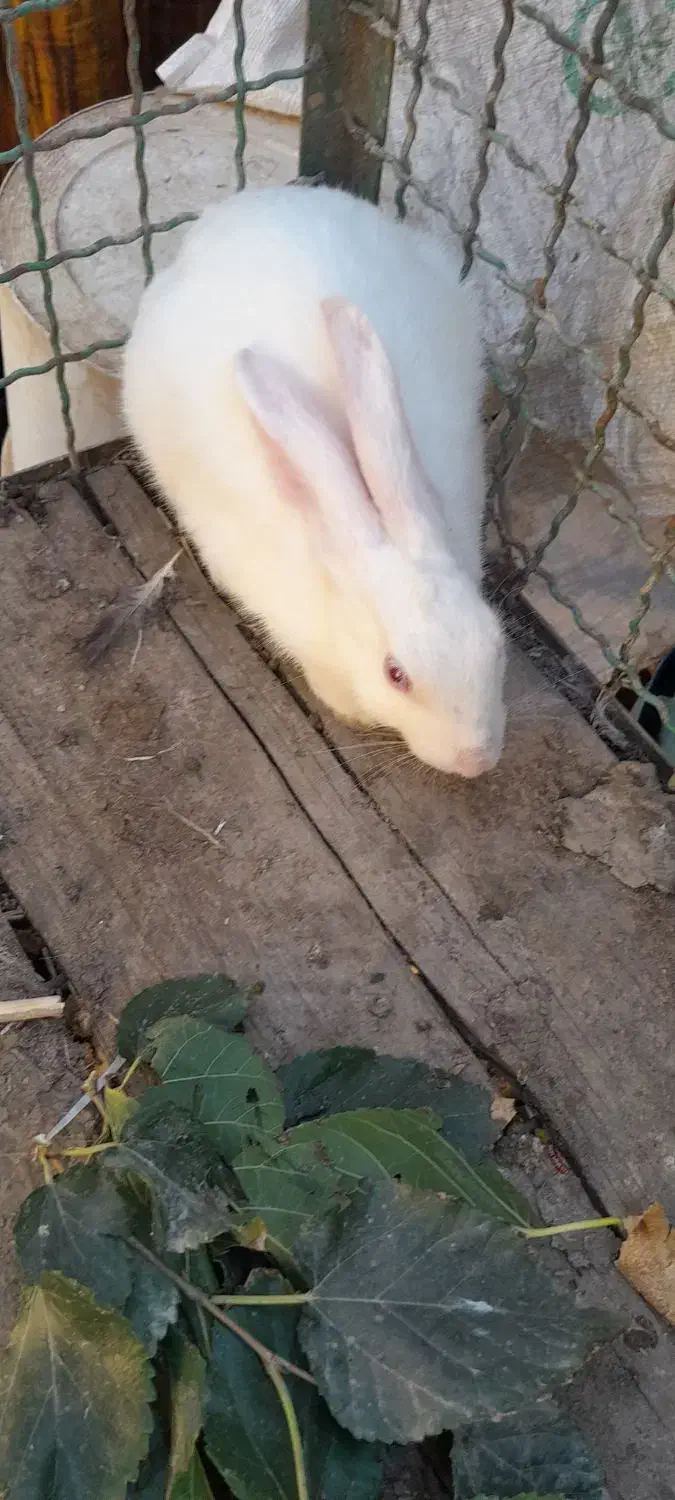 خرگوش دوعدد 400 تومان|موش و خرگوش|آق قلا, |دیوار