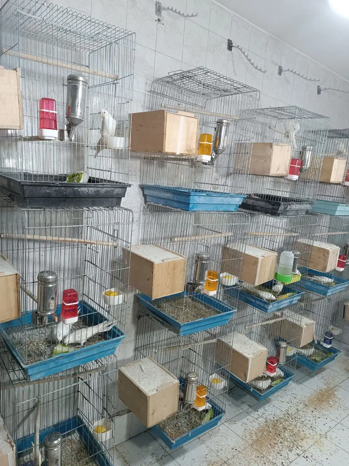 عروس هلندی آلبینو مولد و جوجه سرلاکی|پرنده|شیراز, شهرک ترکان|دیوار