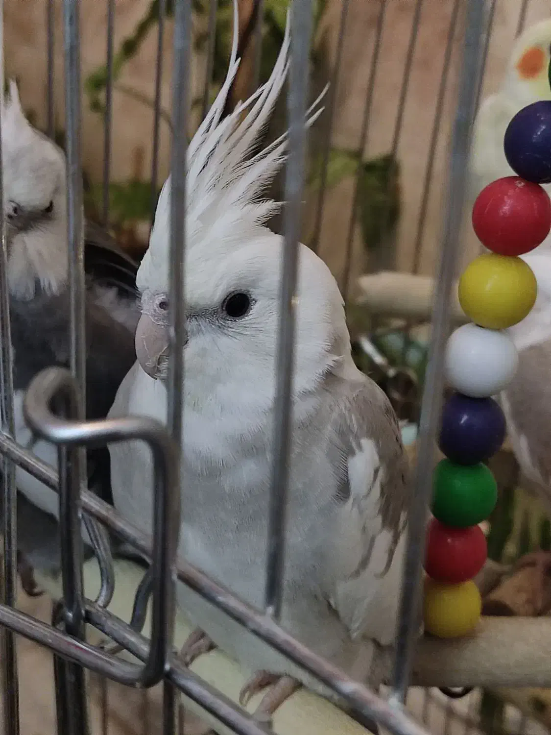 وایت فیس طوسی باهوش|پرنده|زنجان, |دیوار