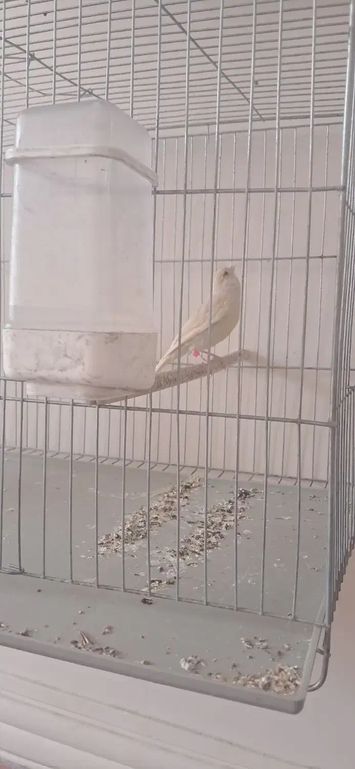 قناری ماده برونو تمیز و مرتب پاکسازی شده|پرنده|شیراز, تندگویان|دیوار