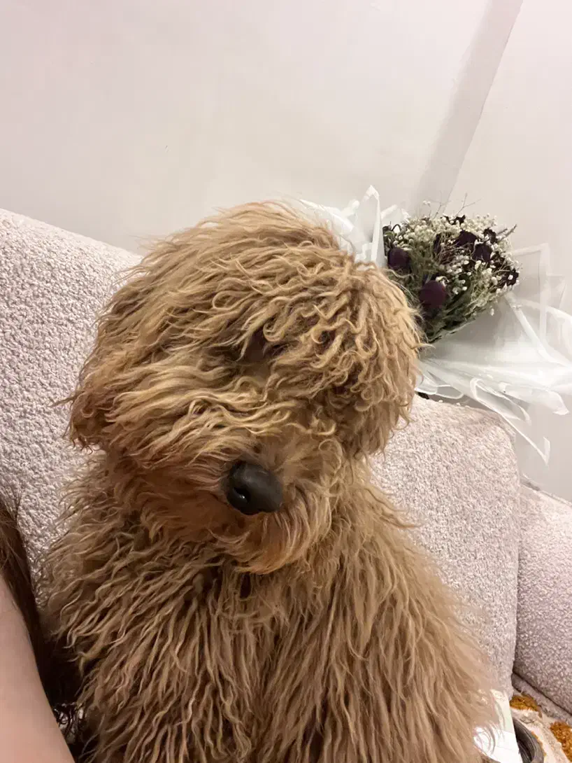 پودل توی|سگ|رباط‌کریم, نصیرشهر|دیوار