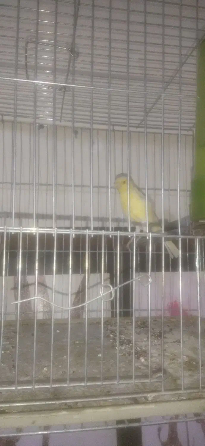 قناری نیم دهن|پرنده|شیراز, شهرک مطهری|دیوار