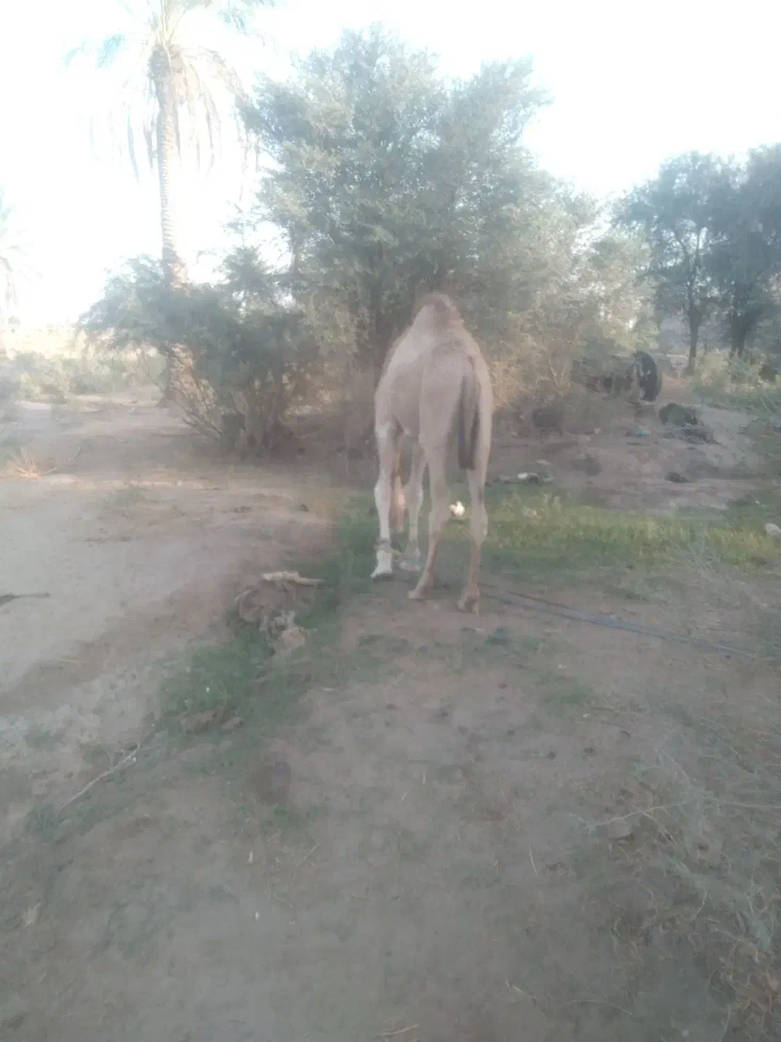 هاشی نر|حیوانات مزرعه|جازموریان, |دیوار