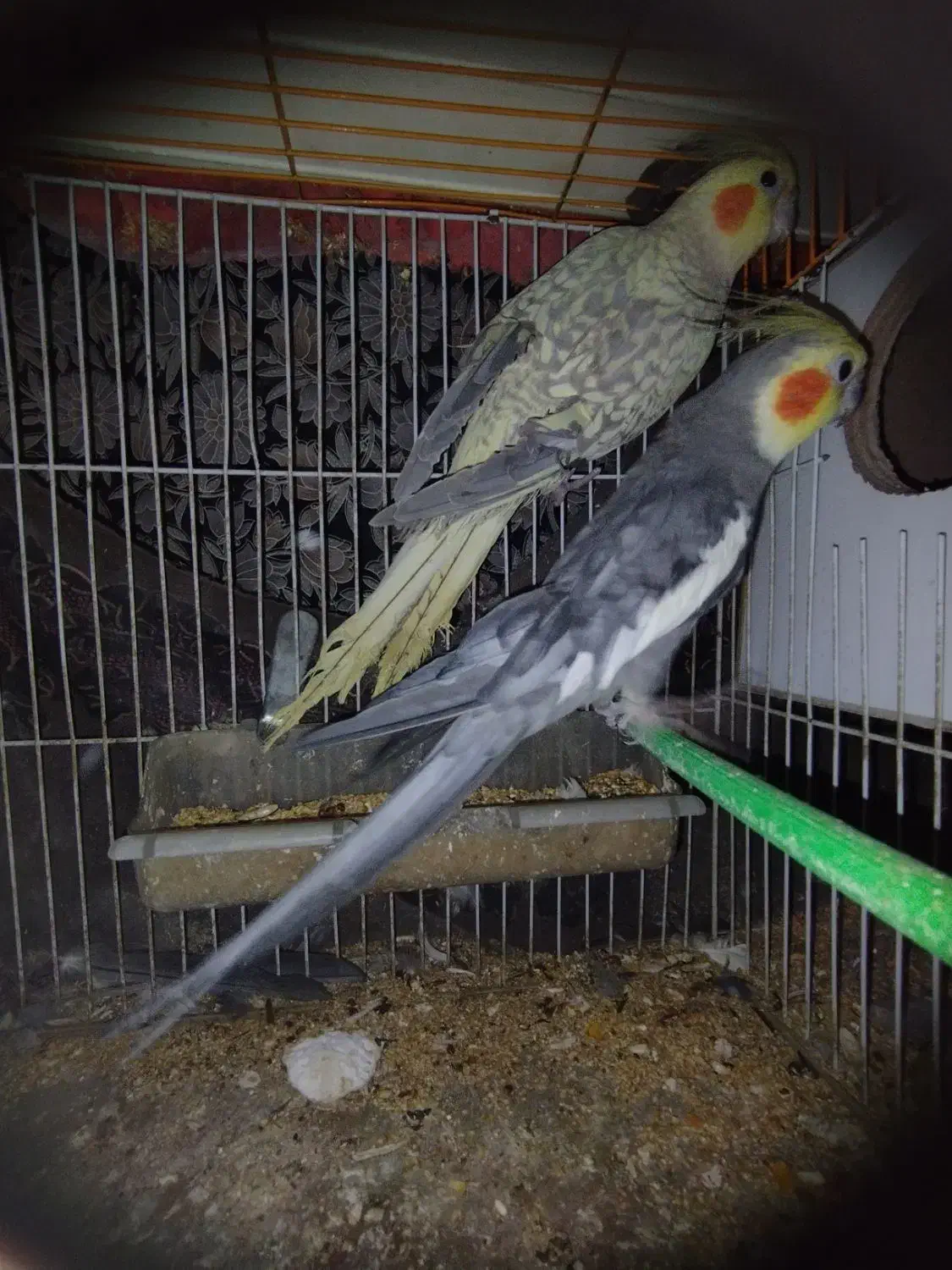 عروسی هلندی جفت و تک جفت مرغ عشق معاوضه دارم|پرنده|مشهد, شهید بهشتی|دیوار