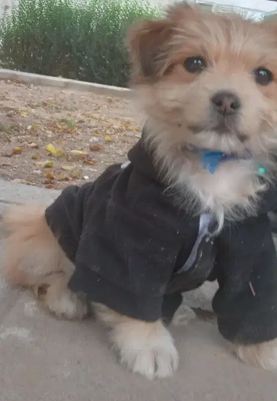 شیتزو پامر|سگ|آبیک, |دیوار