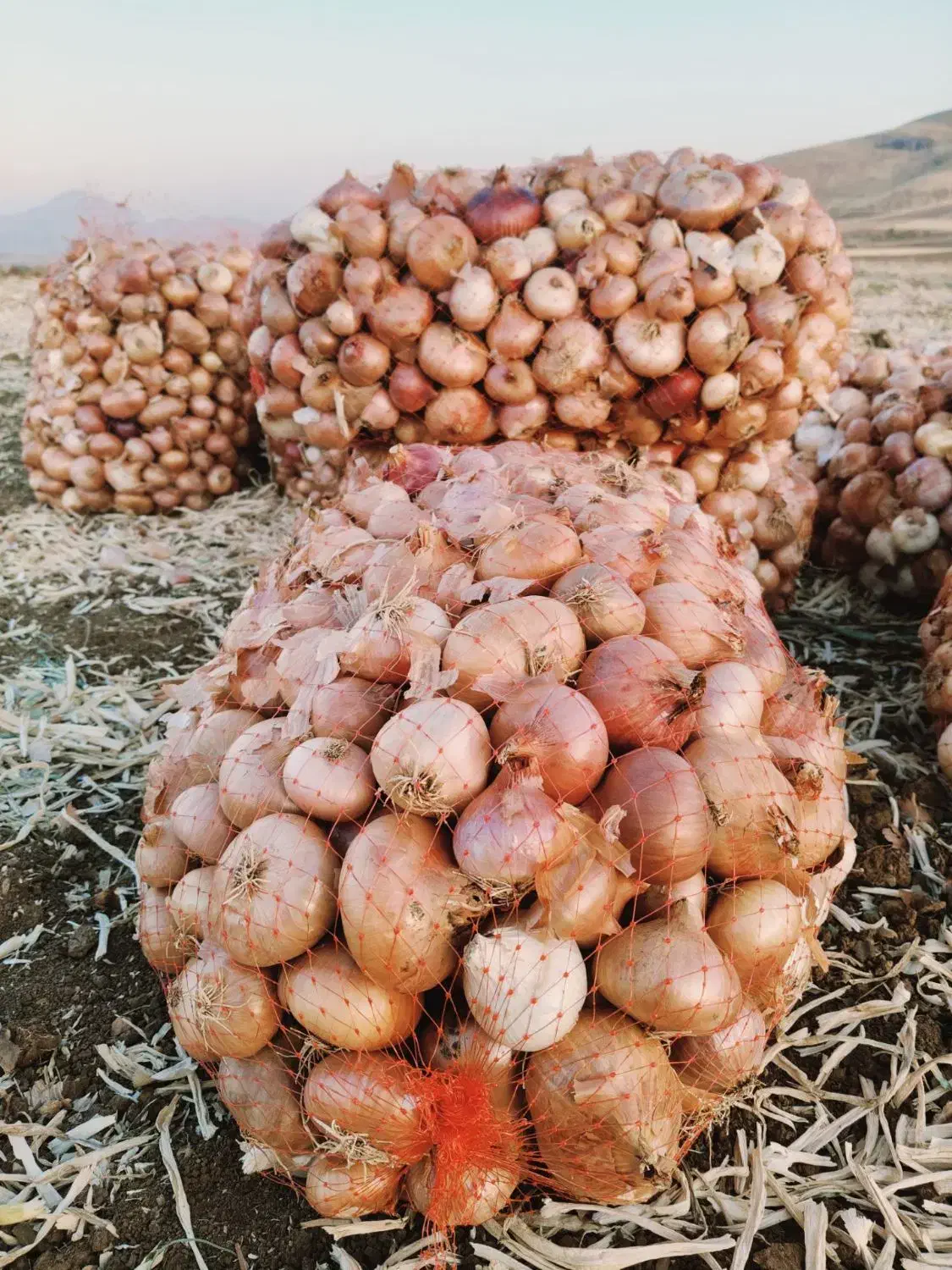 پیاز محلی بلبان آباد ۷تن|عمدهفروشی|موچش, |دیوار