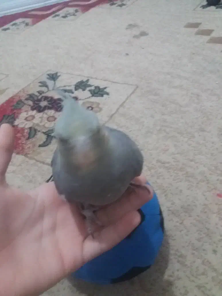 عروس هلندی|پرنده|اهواز, فتح|دیوار