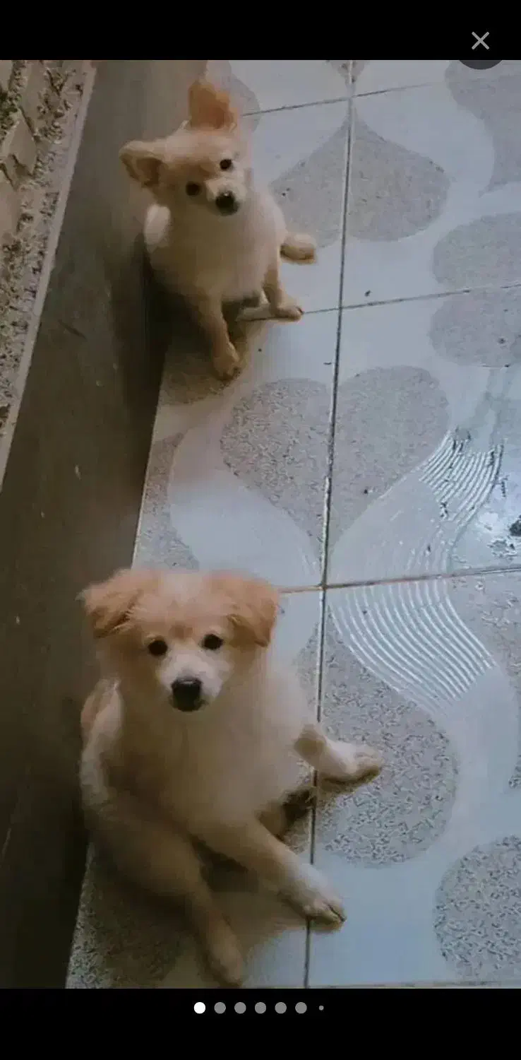 یک عددتوله سگ ماده اشپیتز|سگ|بهبهان, |دیوار