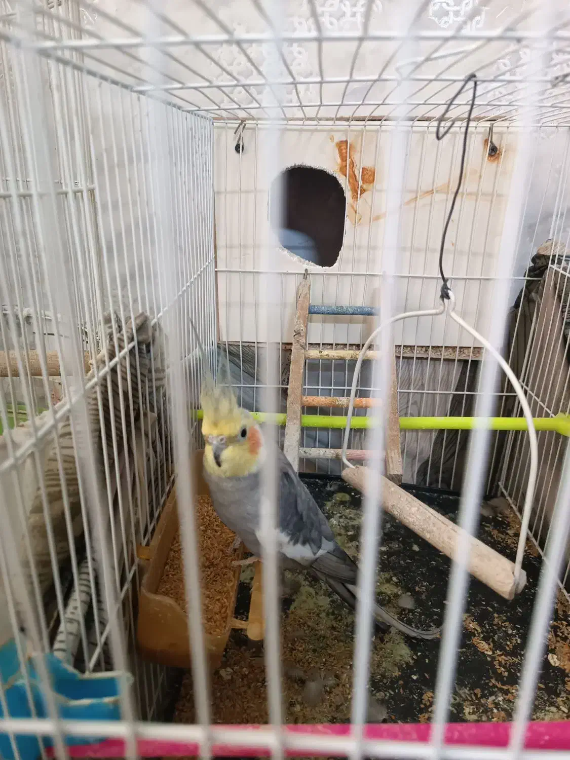 عروس هلندی نر|پرنده|قوچان, |دیوار