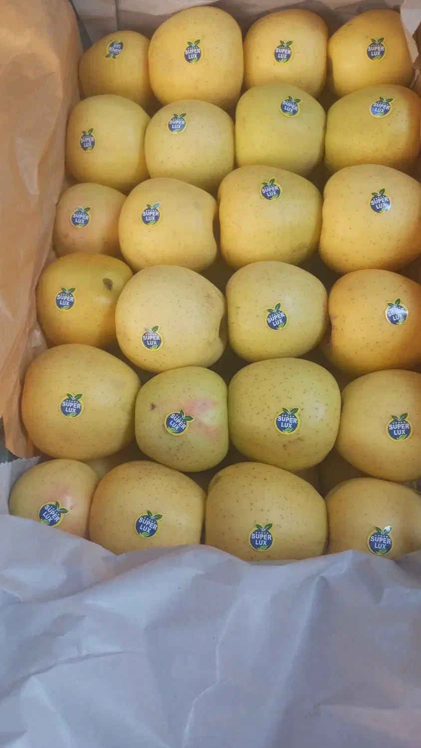 سیب زرد وقرمز مراغه سیب سردخانه خیلی زیبا ودرشت|خوردنی و آشامیدنی|بوکان, |دیوار