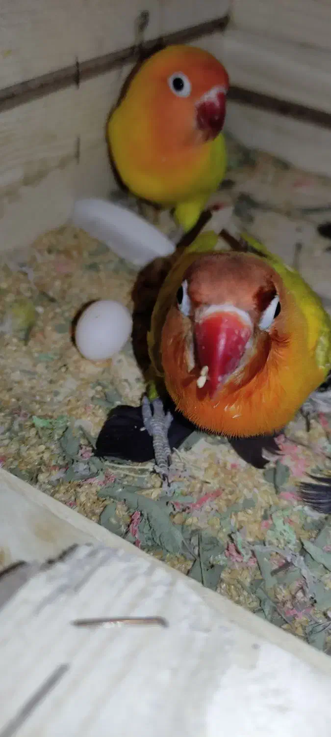 معاوضه با عروس|پرنده|بیرجند, |دیوار