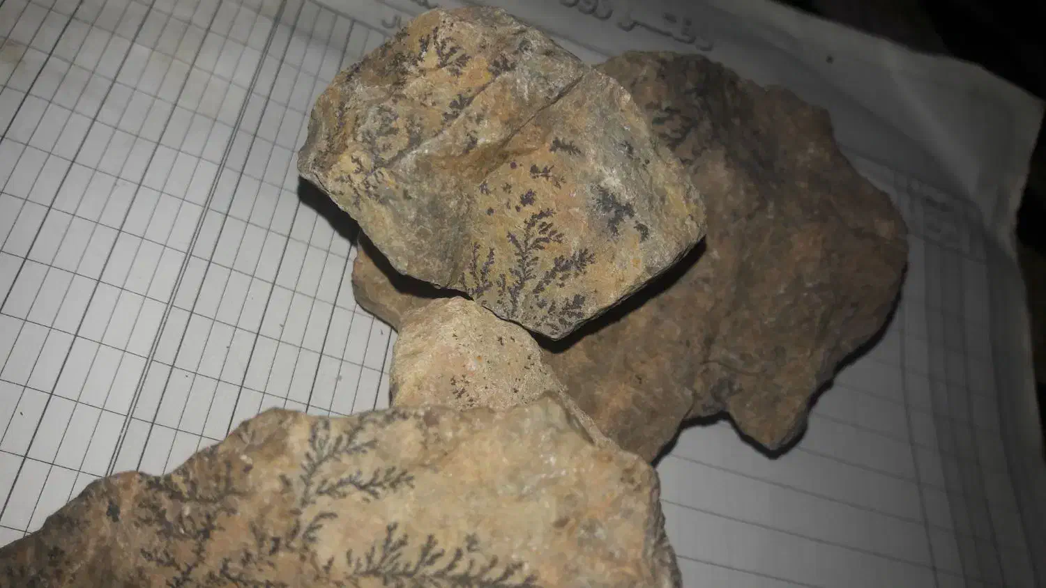 سنگ شجر فسیلی دونه ای ۵۰|کلکسیون اشیاء عتیقه|کرمان, |دیوار