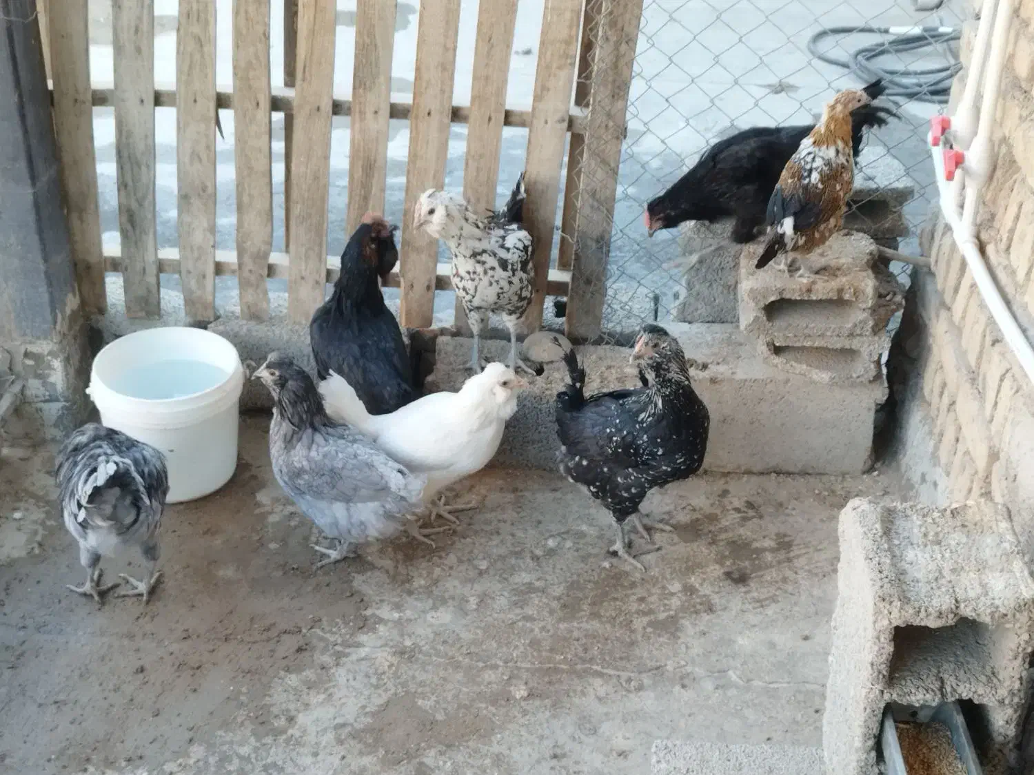 ۶ عدد مرغ گلین تخم کن ۲ عدد خروس گلین|حیوانات مزرعه|وحیدیه, |دیوار