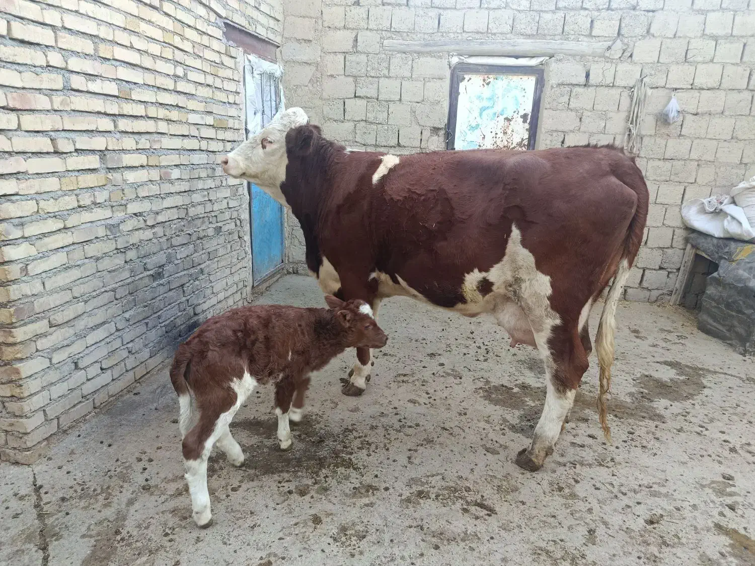 گاو گوساله سمینتال اصل|حیوانات مزرعه|دیواندره, |دیوار