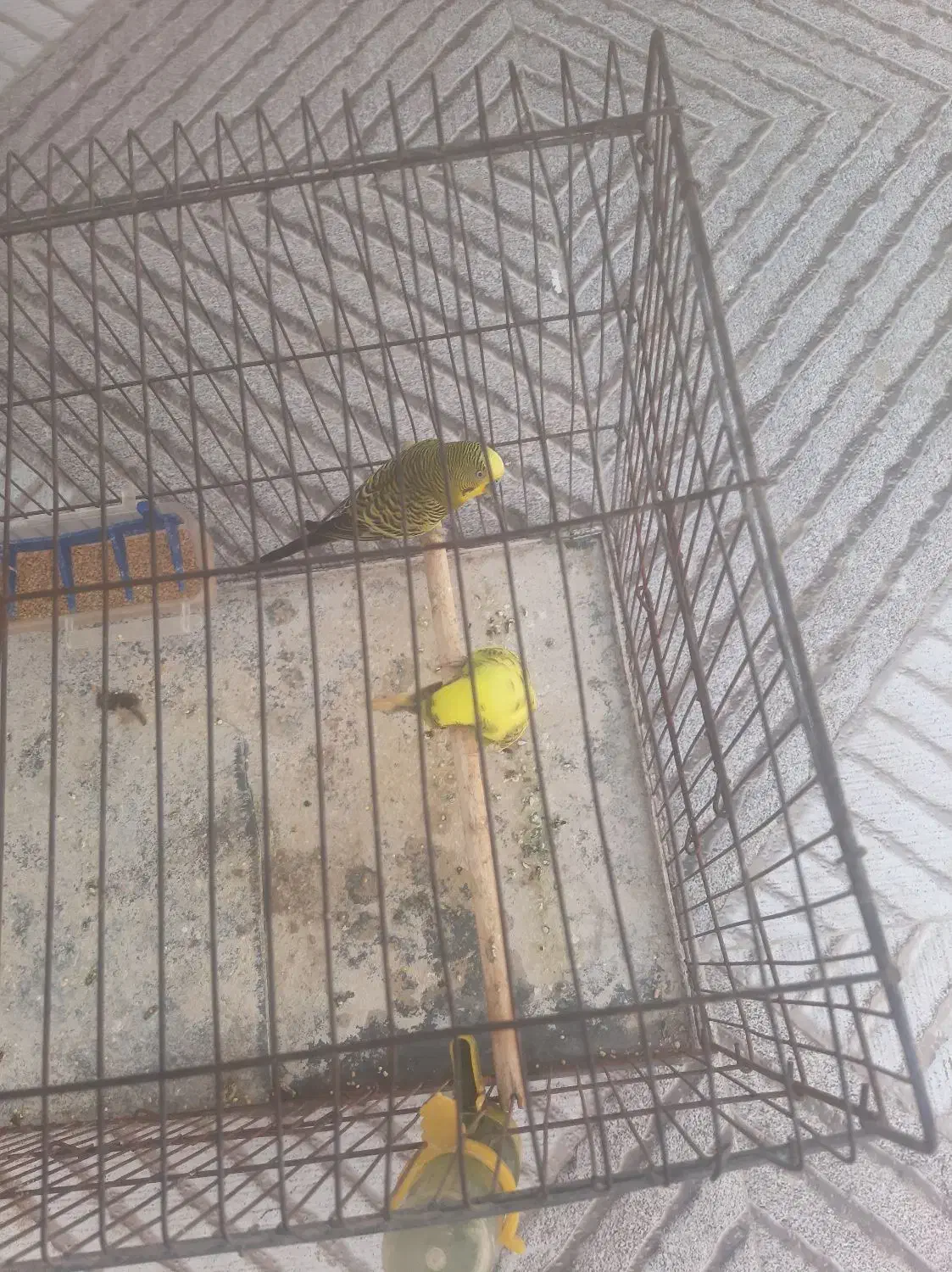 یک جفت مرغ عشق سالم و سرحال|پرنده|بندر کنگان, |دیوار