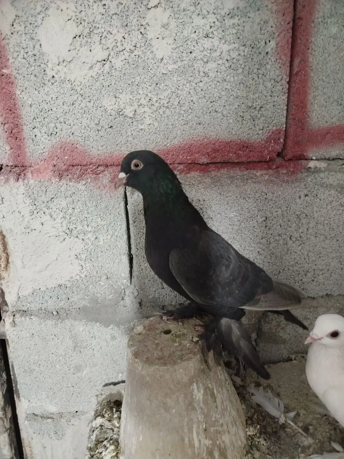 تعداد کبوتر فیلی|پرنده|بستان آباد, |دیوار