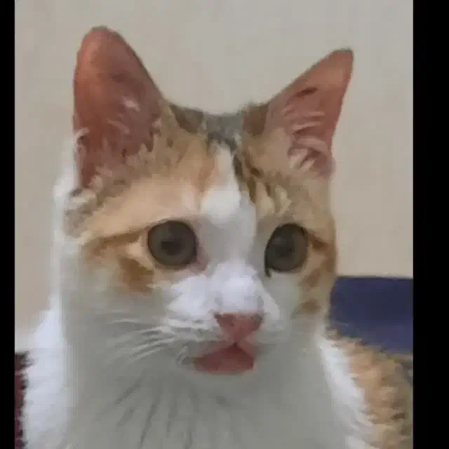 گربه گم شوده ملاصدرا|گربه|دزفول, |دیوار