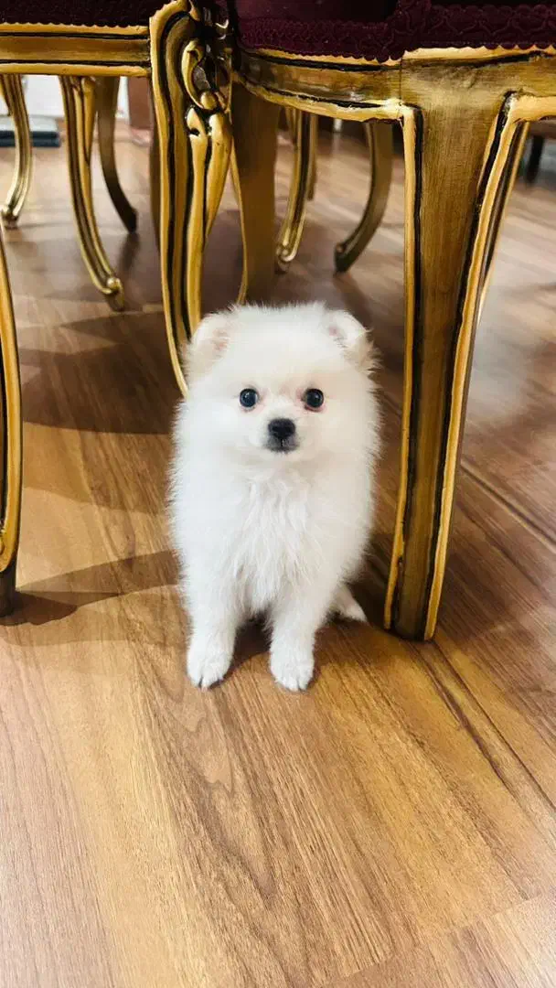 توله پامرانین خرسی یک گوله نمک|سگ|کرج, فاز ۲ مهرشهر|دیوار