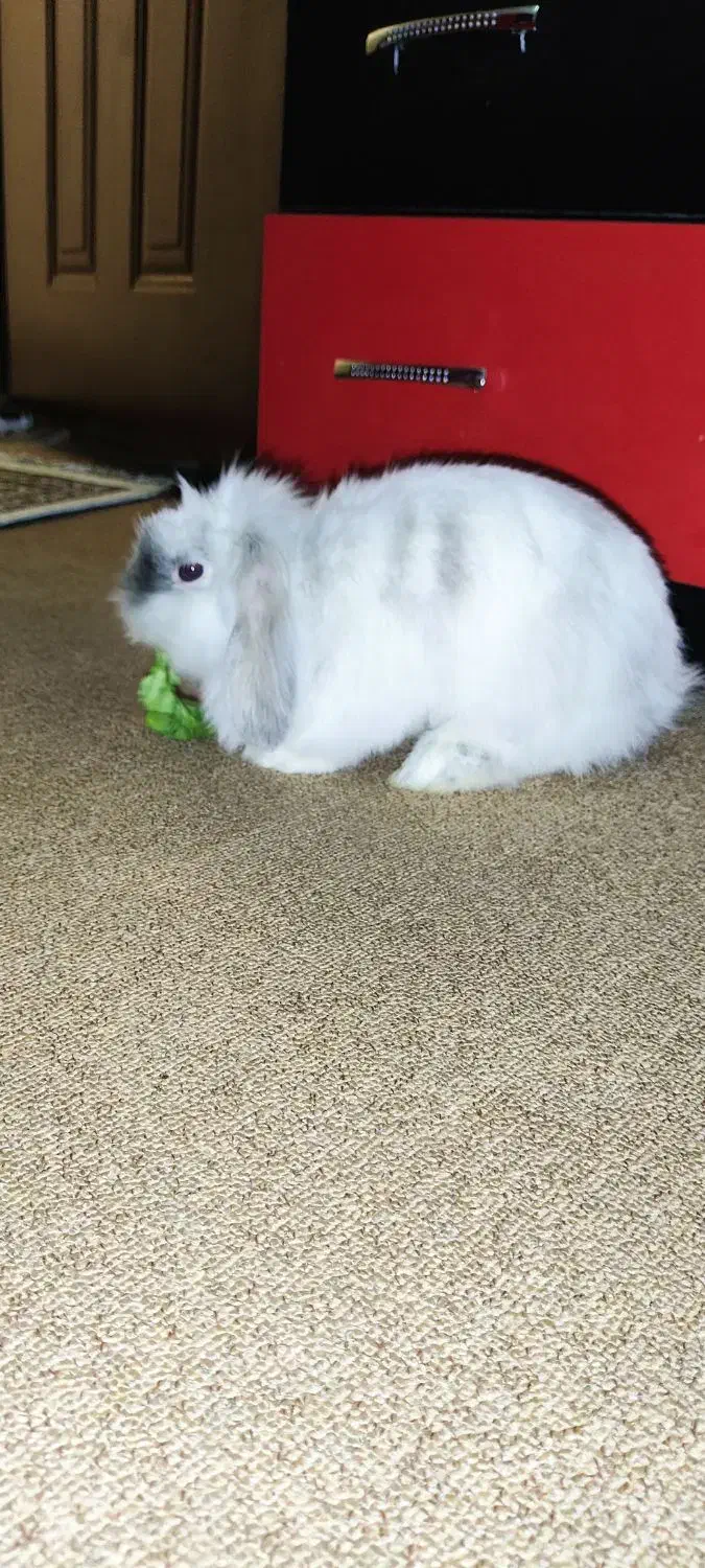 واگذاری خرگوش لوپ اصل|موش و خرگوش|اهر, |دیوار