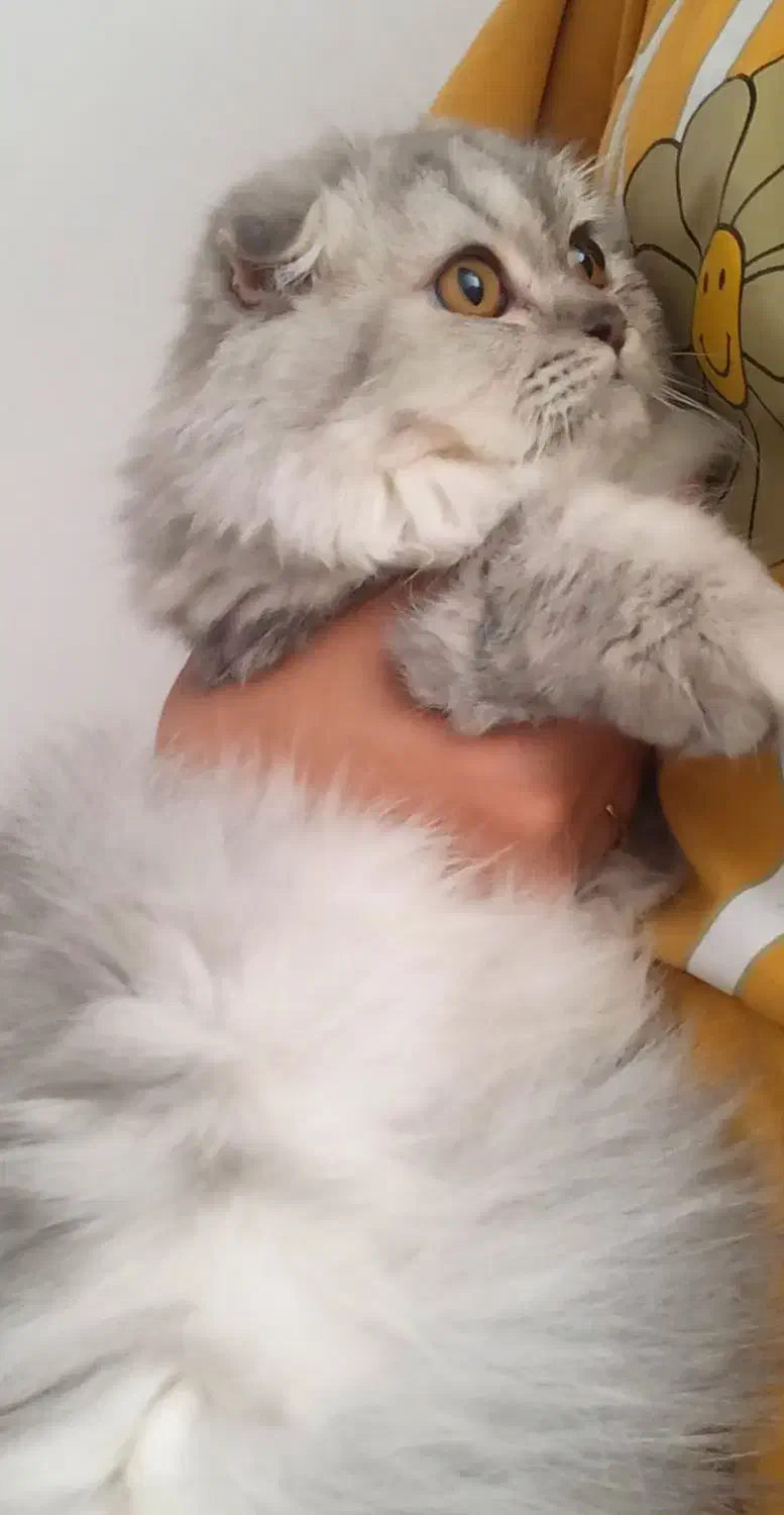 اسکاتیش سیلور|گربه|تبریز, |دیوار