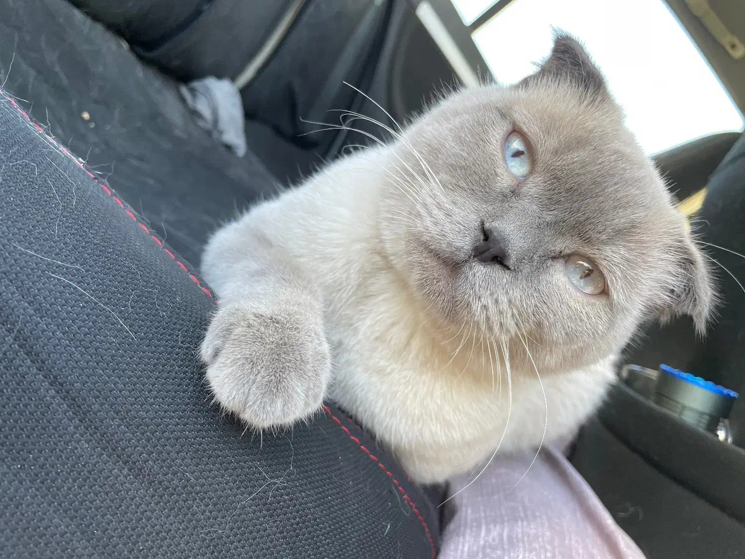 گمشده|حیوانات|سنندج, |دیوار