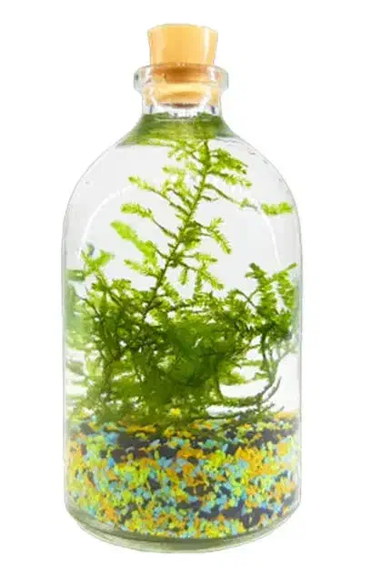 بطری ویال ۱۰۰ سی سی|صنایع دستی و سایر لوازم تزئینی|تهران, والفجر (افسریه)|دیوار