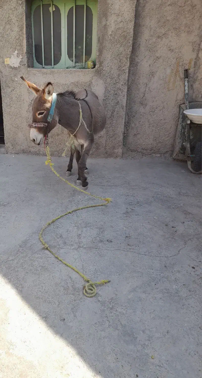 الاغ جوان|حیوانات مزرعه|کوهمره, |دیوار