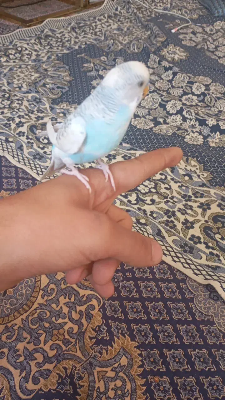 مرغ عشق دستی  بالغ|پرنده|راین, |دیوار