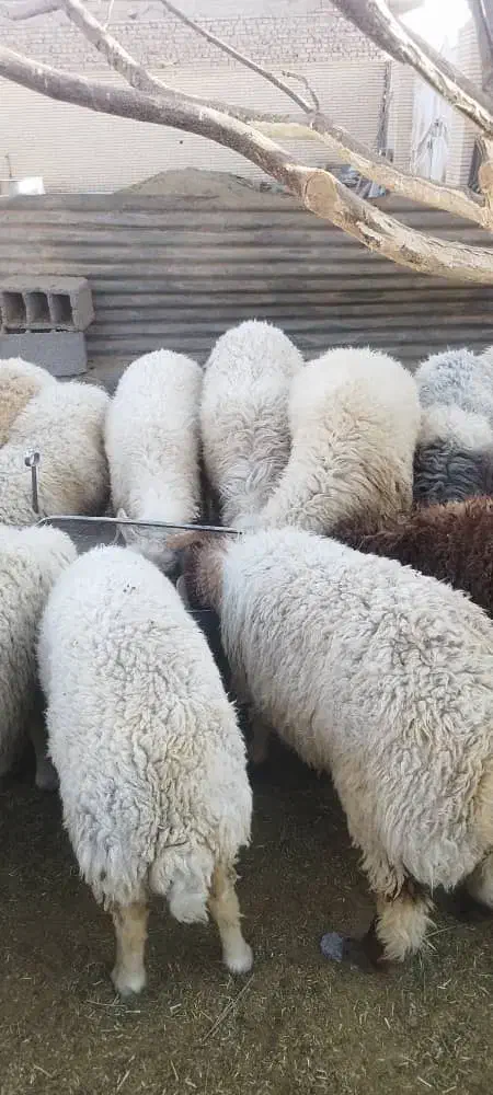 بره بومی پروار شده|حیوانات مزرعه|حمیدیا, |دیوار