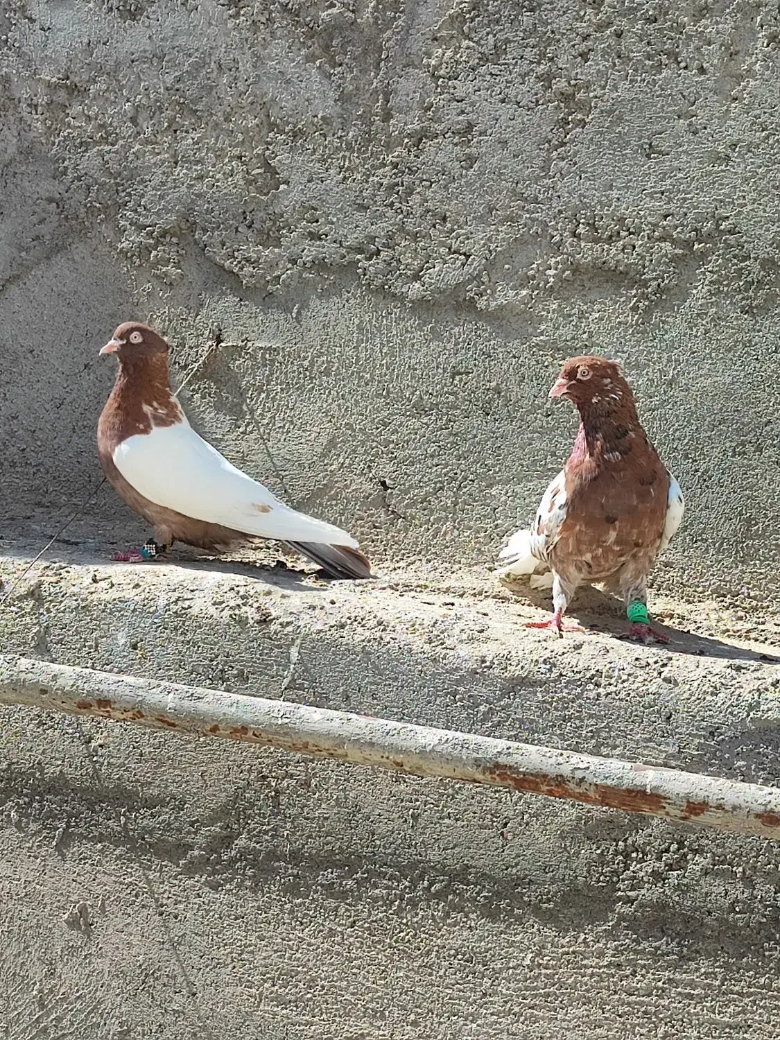 کفتر کبوتر چپ دم سینه پشت|پرنده|کاشمر, |دیوار