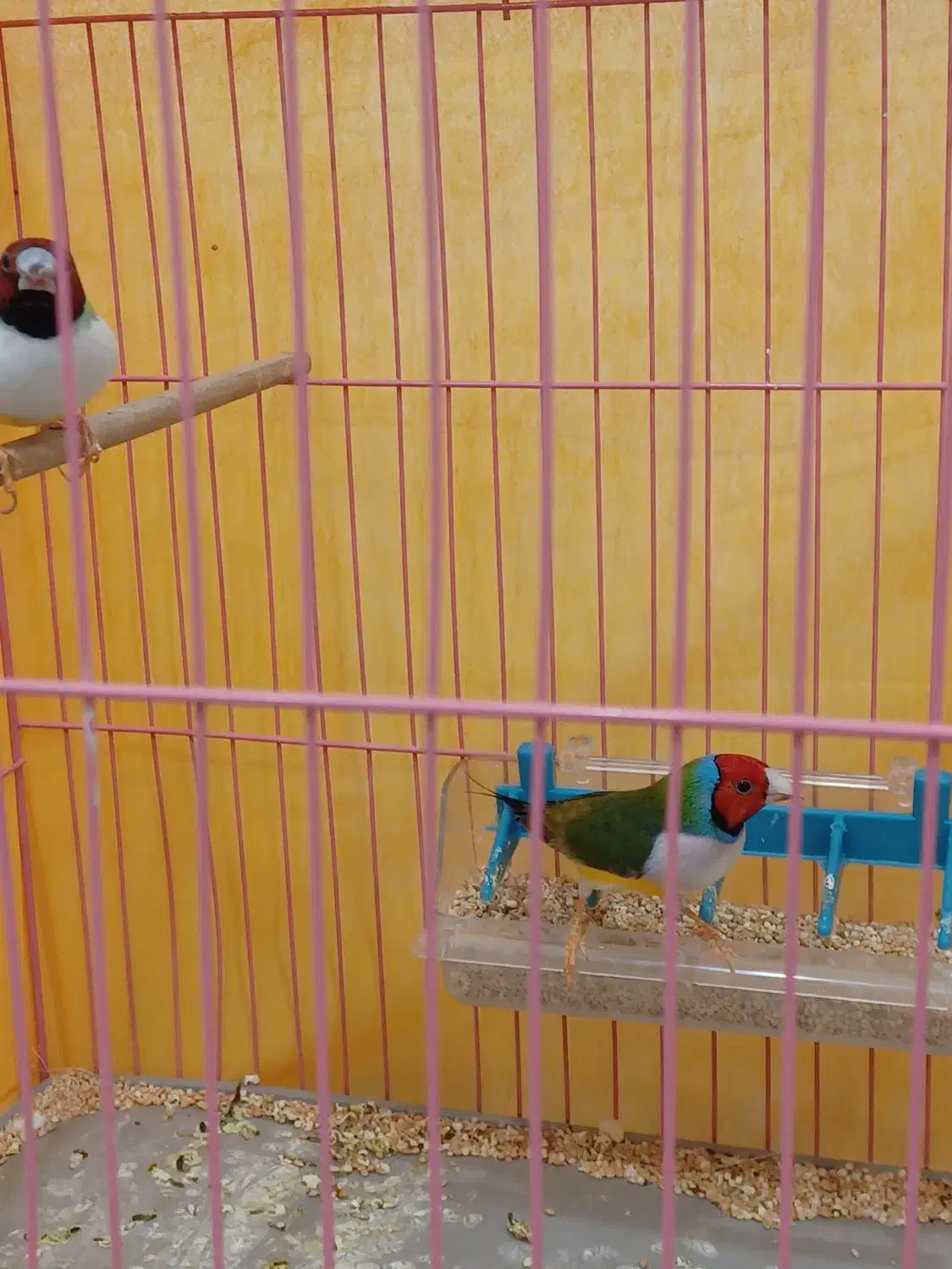 جفت فنچ گلدین زیبا|پرنده|داران, |دیوار