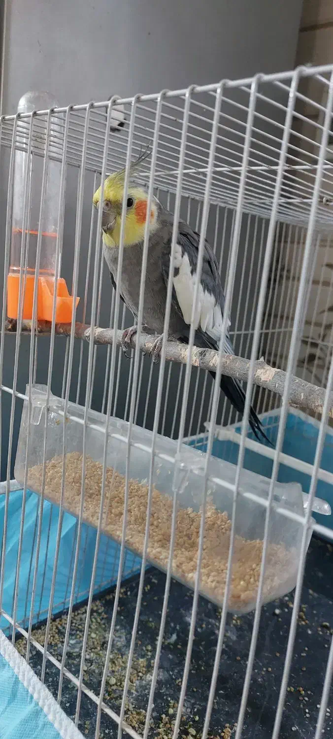 عروس هلندی سالم اوازخان|پرنده|مشهد, طلاب|دیوار