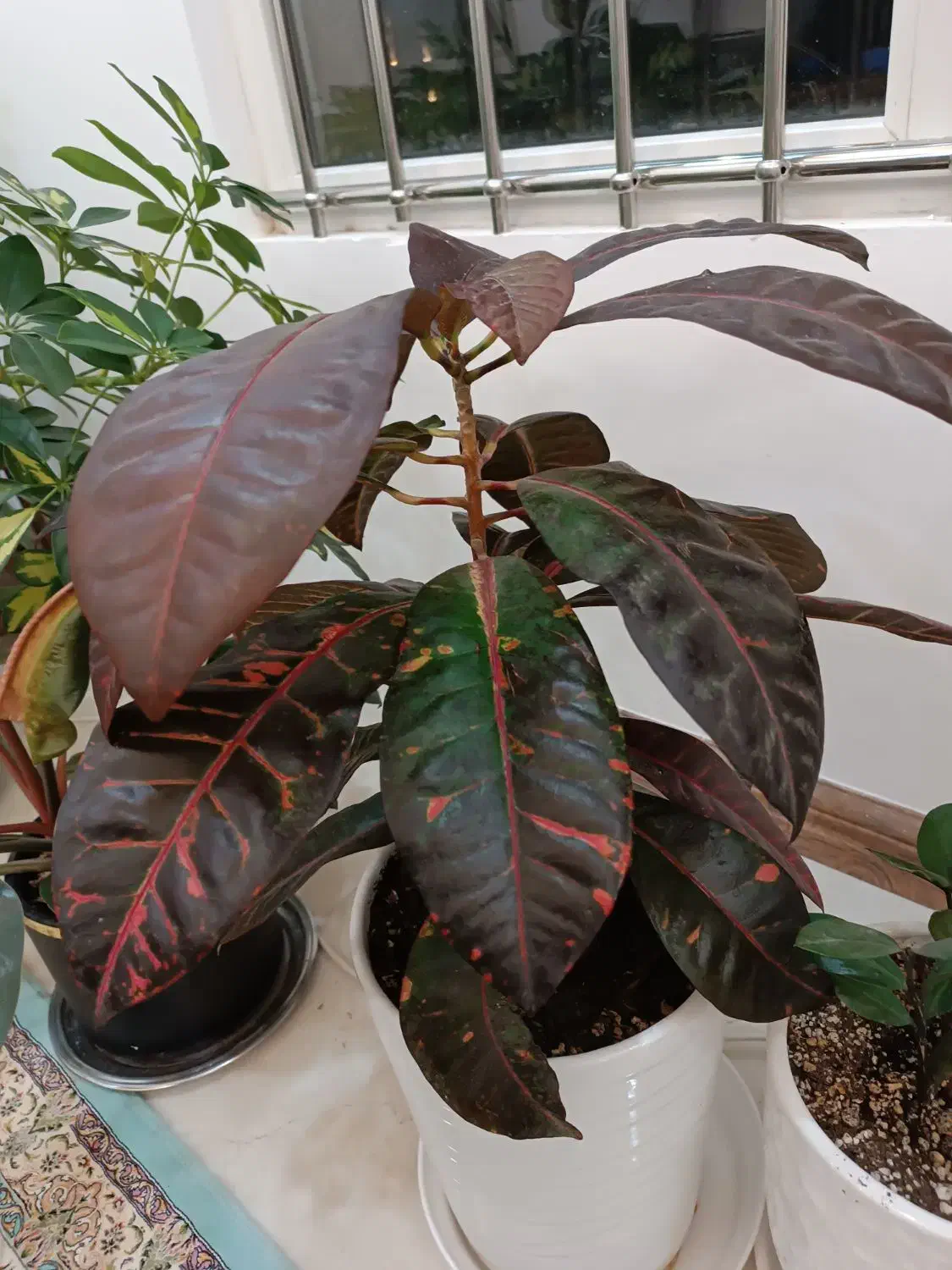 گل آپارتمانی و تزیینی|گل و گیاه طبیعی|مشهد, جاهد شهر|دیوار