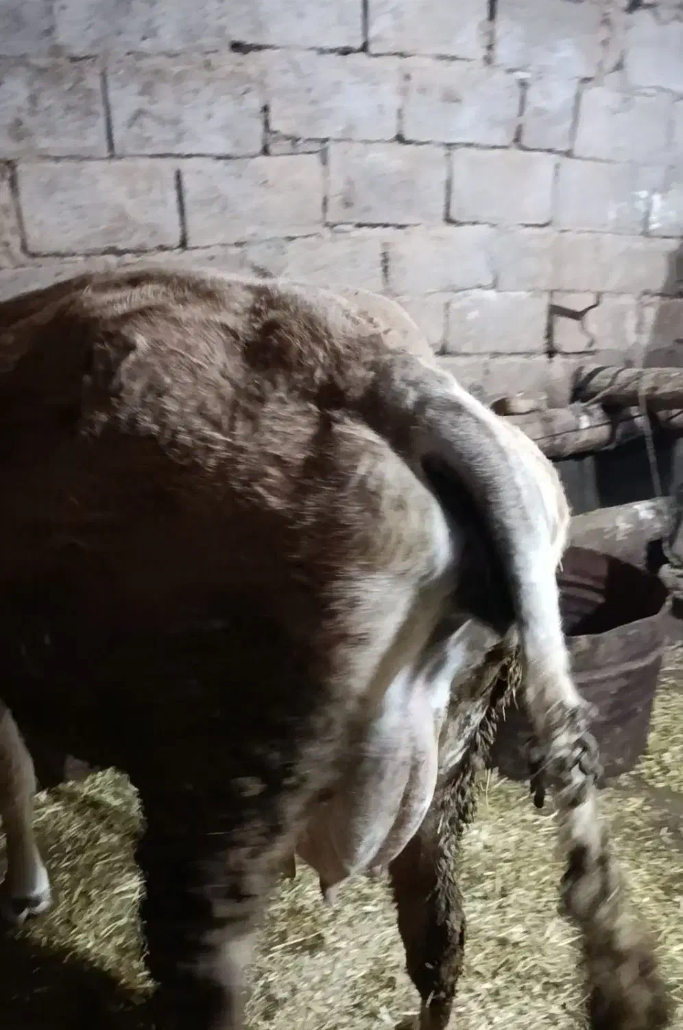 فروش گاو|حیوانات مزرعه|زنجانرود, |دیوار