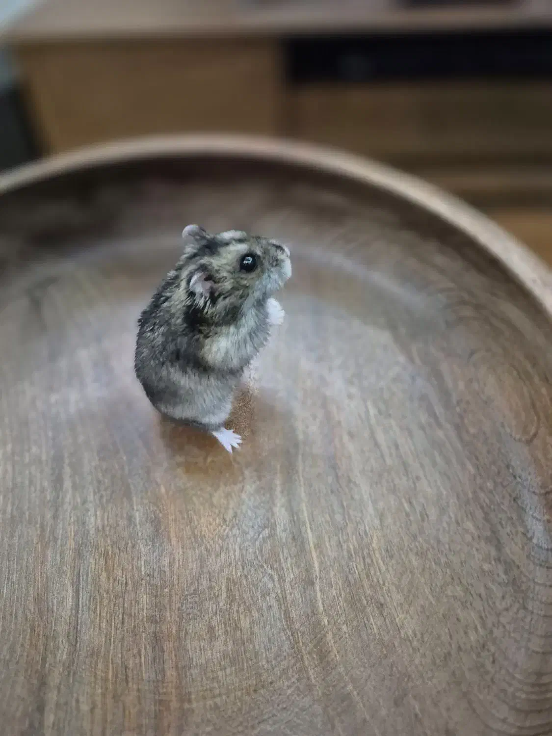 همستر کمپل روسی کوتوله / با تمامی وسایل|موش و خرگوش|تهران, مینای شمالی (مخبر)|دیوار