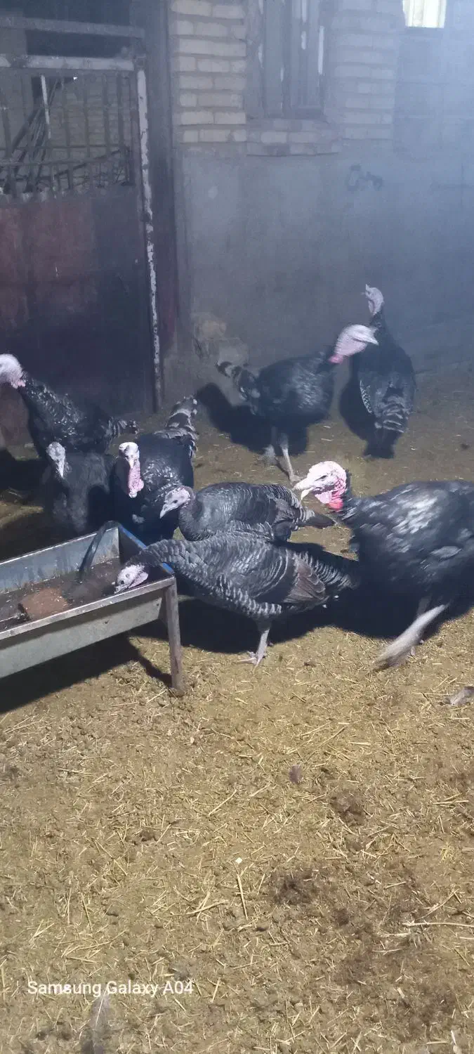 بو قلمون نرو ماده|حیوانات مزرعه|کنگاور, |دیوار