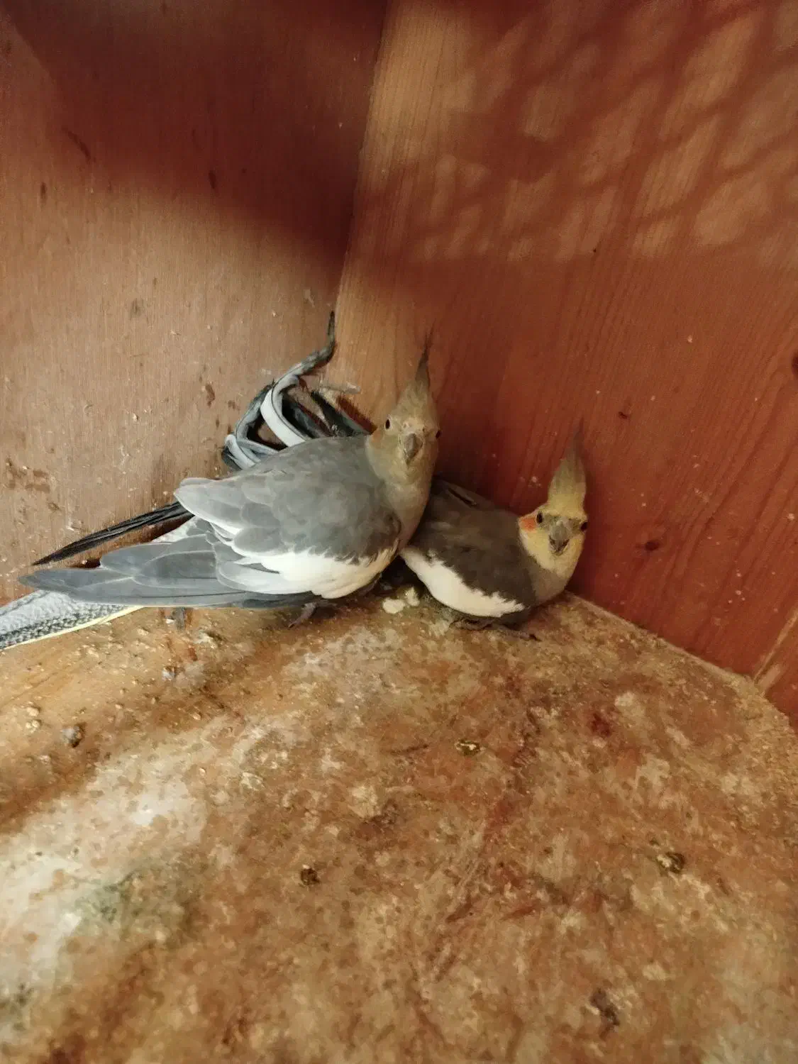 عروس هلندی با تخم|پرنده|نوشهر, |دیوار