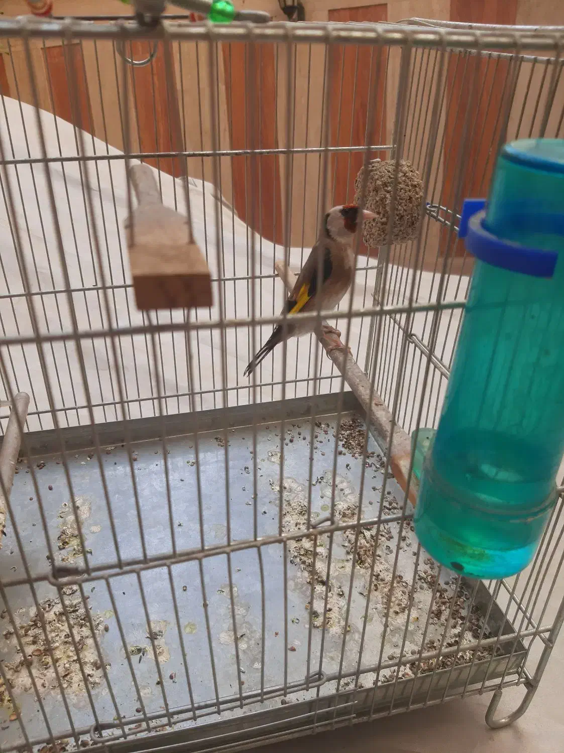 سهره نر|پرنده|تهران, مشیریه|دیوار