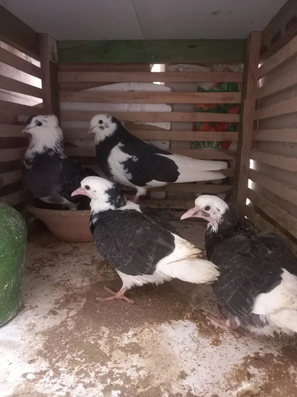 کفتر پرشی  با جوجه ها|پرنده|خمینی‌شهر, |دیوار