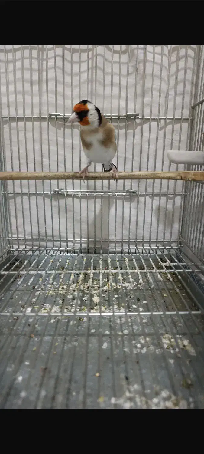 جوجه قفس سهره های قرص بخون گل بلند|پرنده|اصفهان, گرکان|دیوار