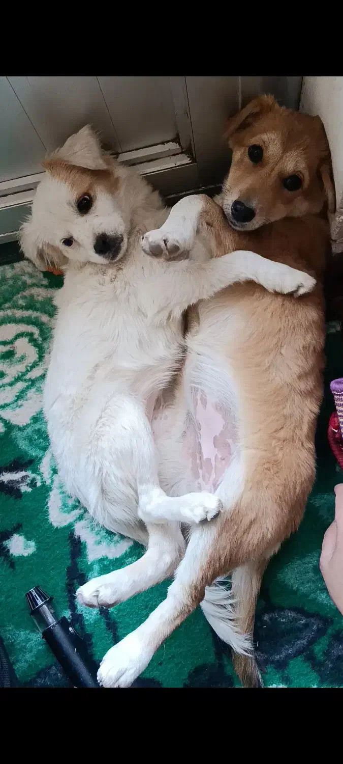 پاکوتاه اشپیتز و میکس|سگ|تبریز, |دیوار