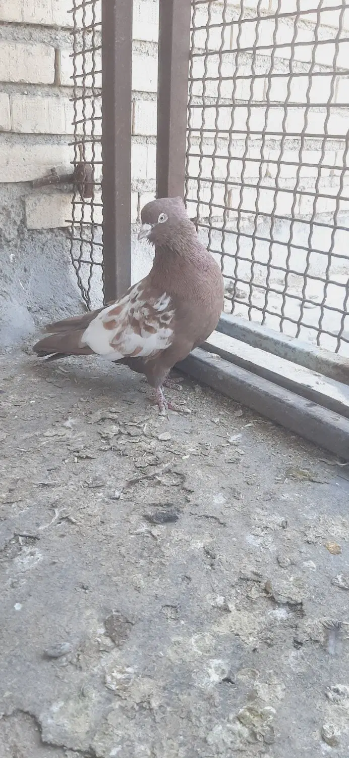 سینه ای|پرنده|کرخه, |دیوار