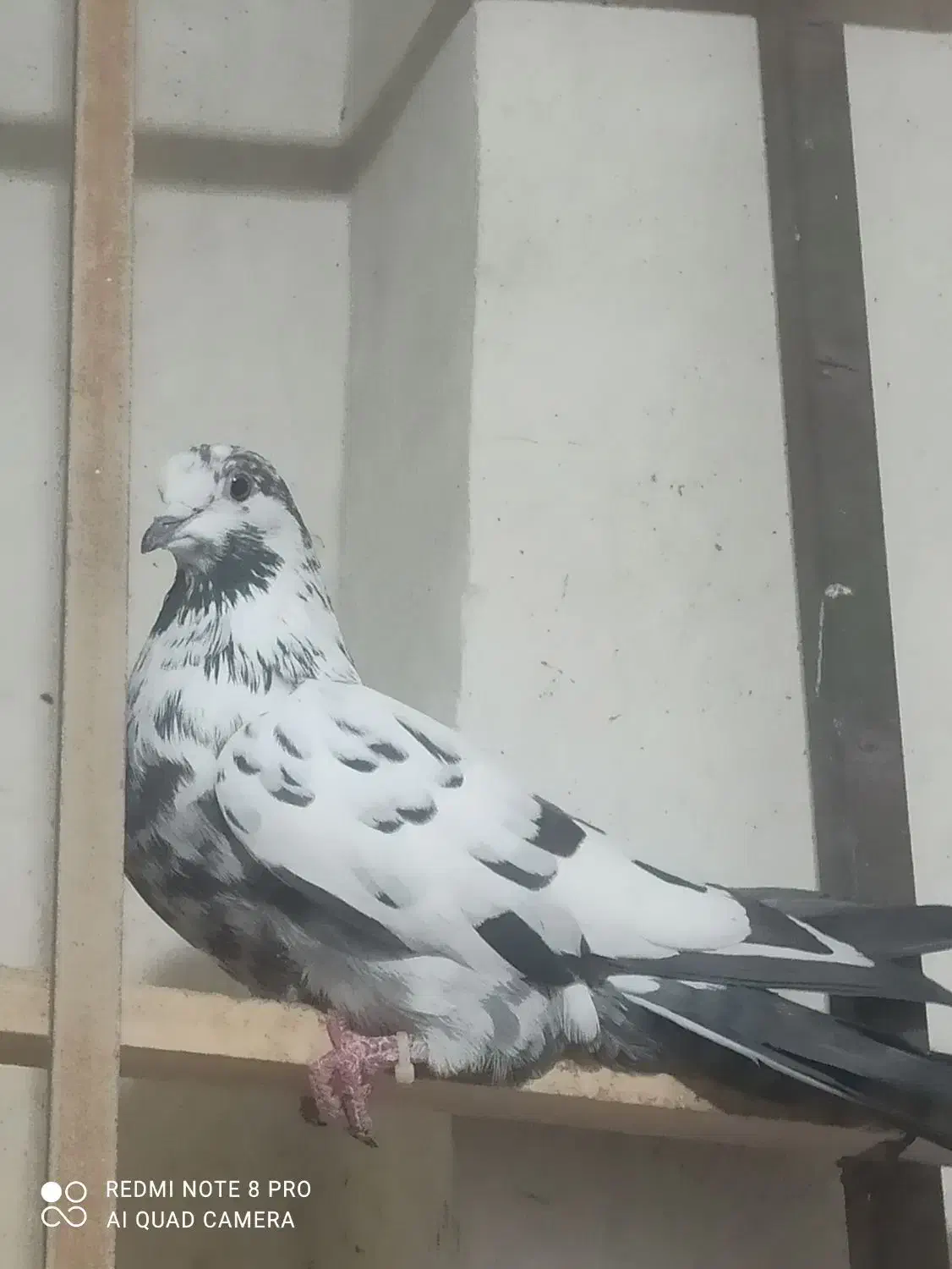 کفتر|پرنده|کاشان, فاز ۲ ناجی آباد|دیوار