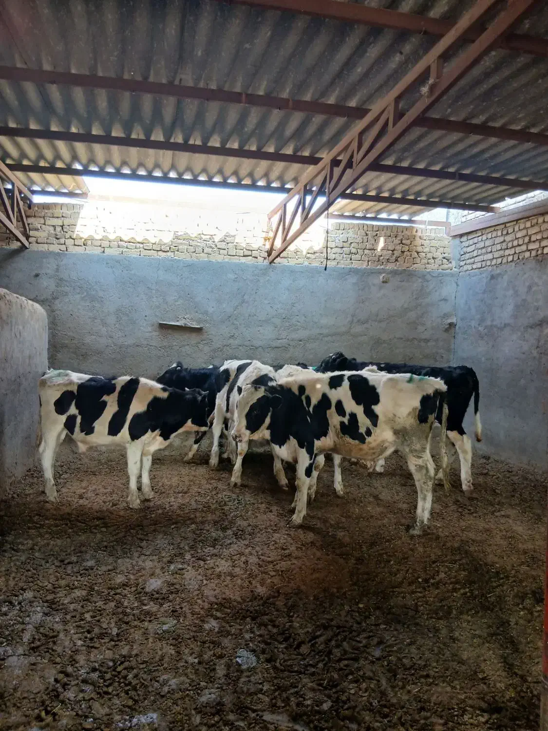 گوساله نر|حیوانات مزرعه|مشهد, خرم آباد|دیوار