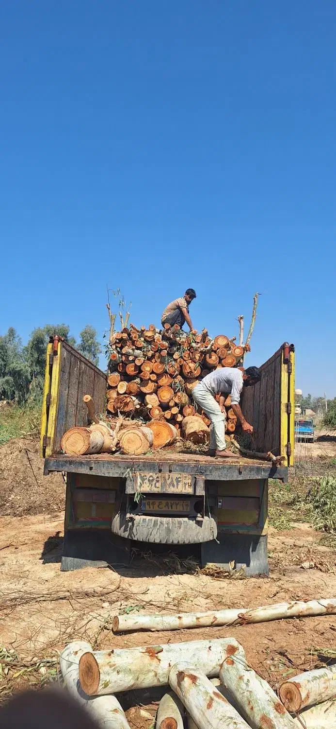 چوب،اره، ویلا باغ|خدمات باغبانی و درختکاری|دزفول, |دیوار