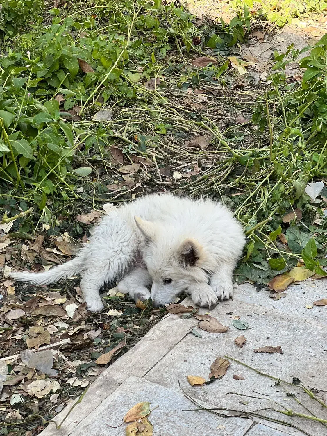 توله دو ماهه ژرمن سوییسی دماوندهر عدد بیست تومن|سگ|دماوند, گیلاوند|دیوار